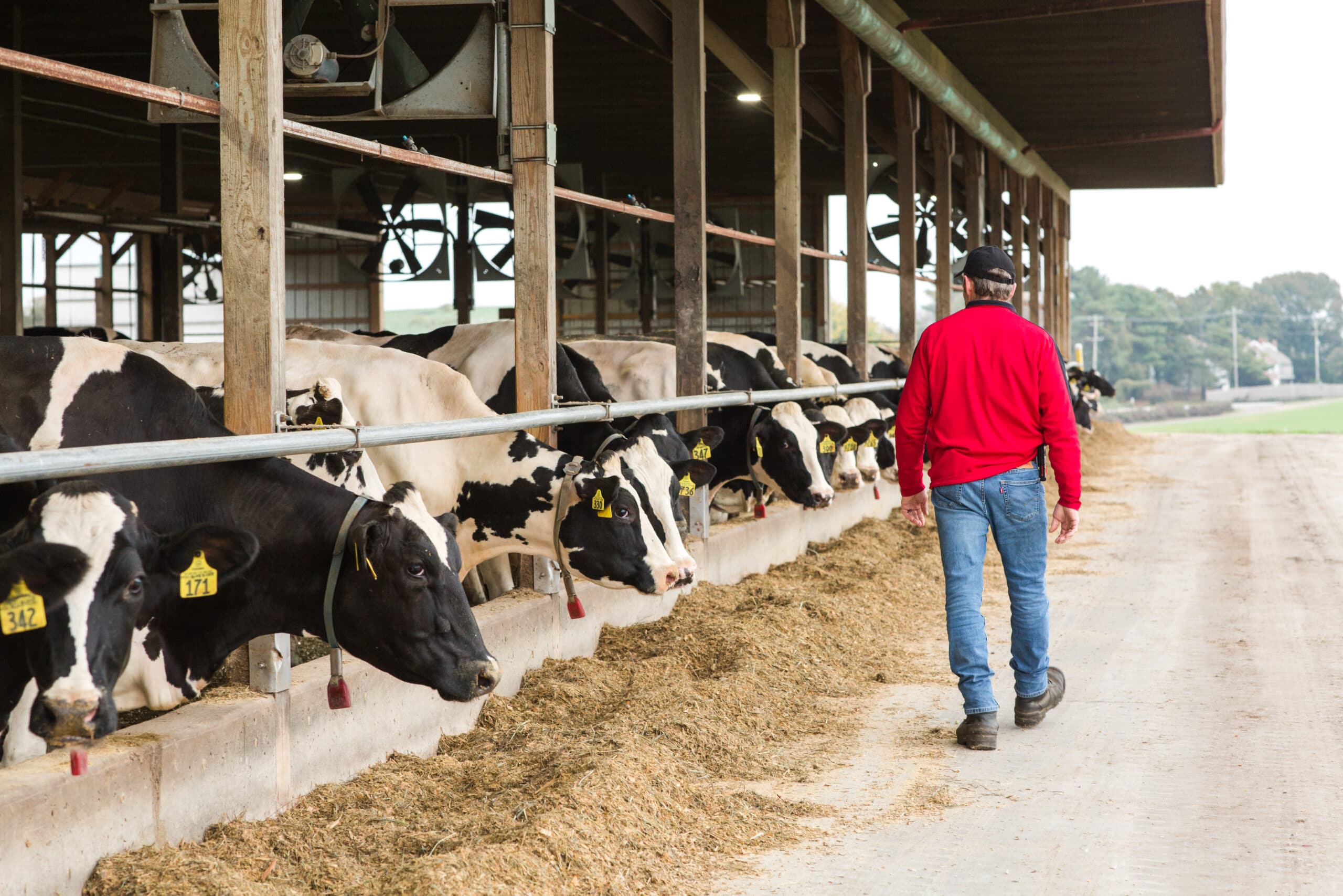 Row of cows poking their heads out of a barn