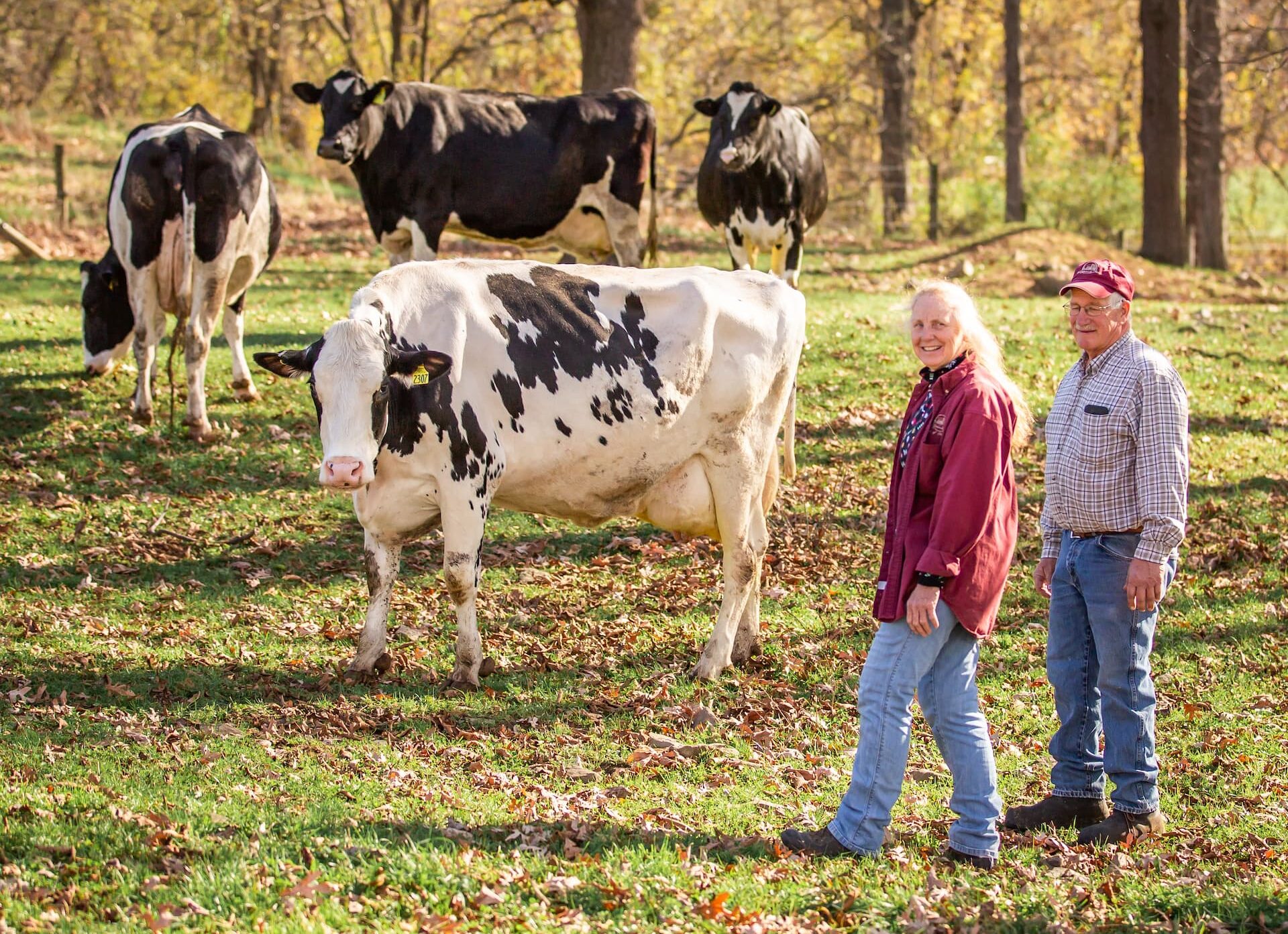 Old couple walking next to a group of cows