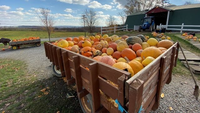 huge wooden crate full of pumpkins