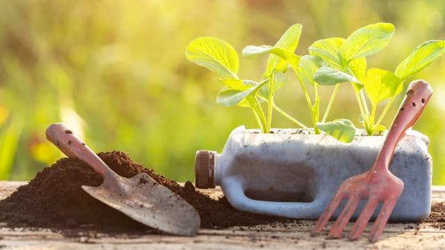 chocolate milk container with seedlings growing from it