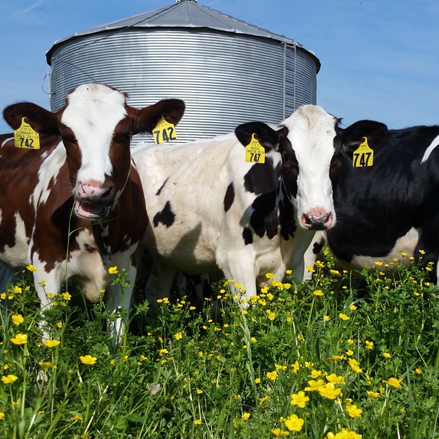 cows with flowers