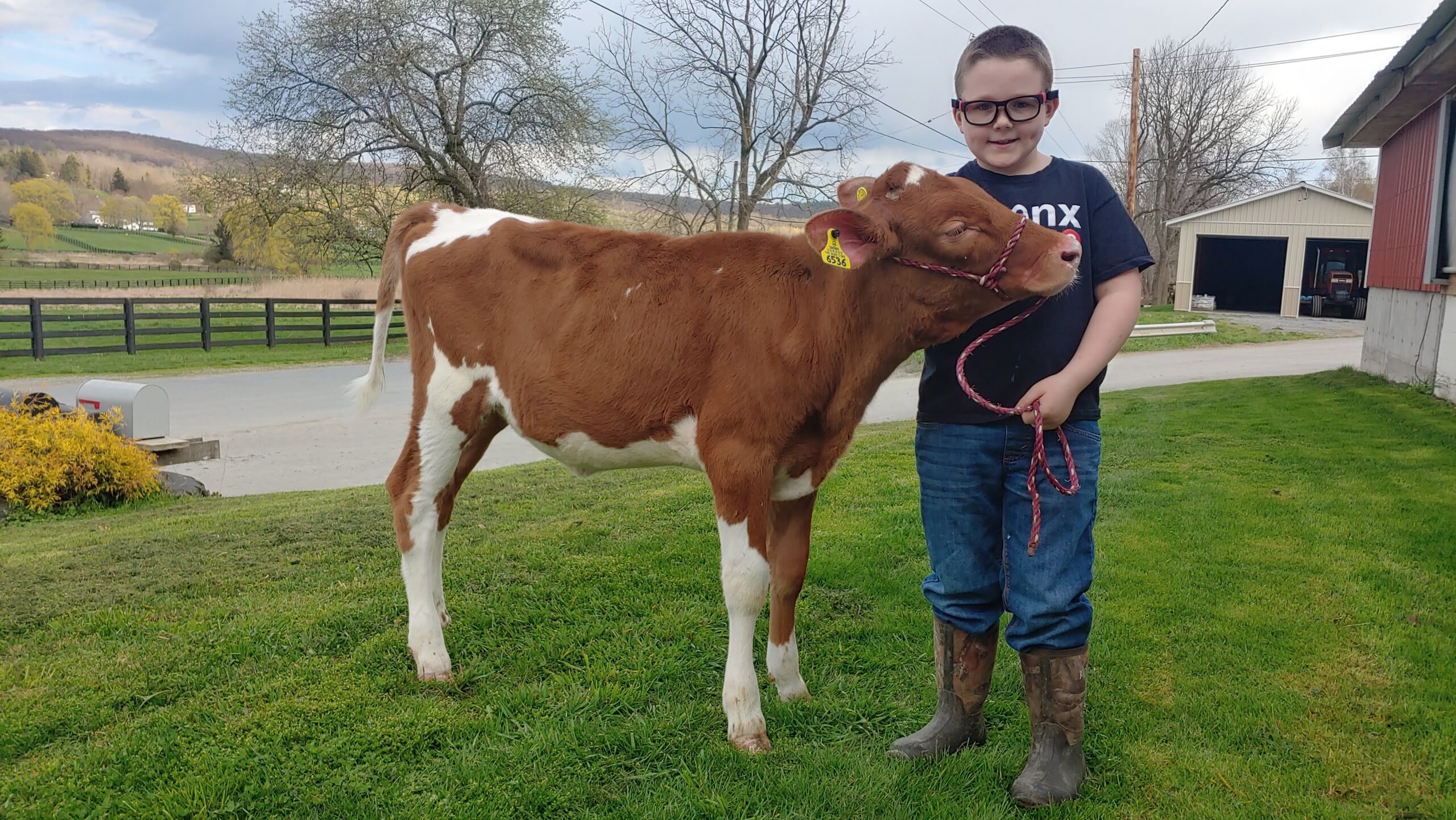 kid with a show calf