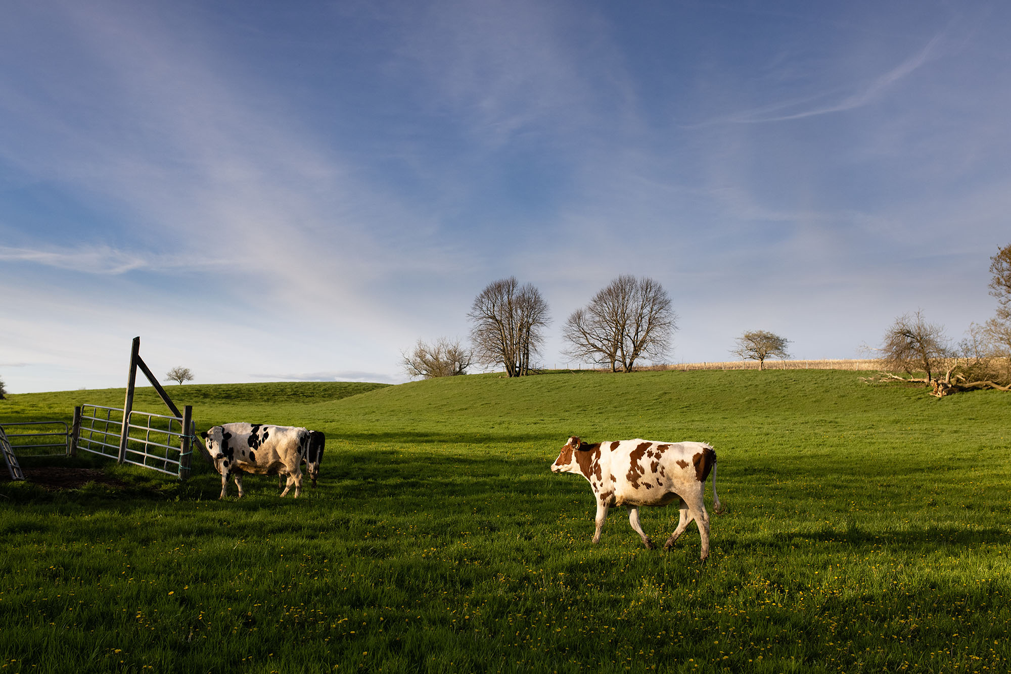 beautiful photo of cows on pasture