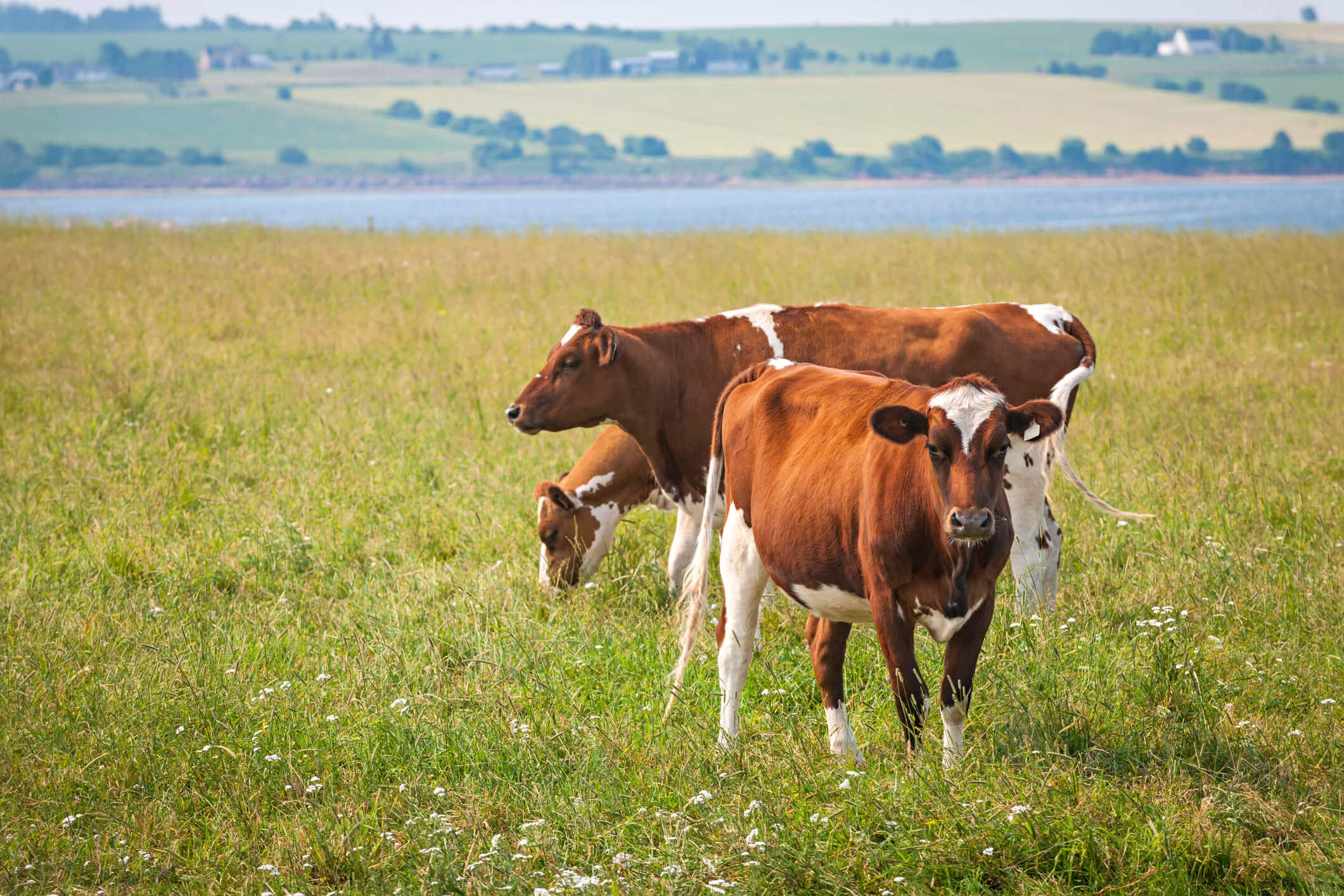 Brown cows standing in a field