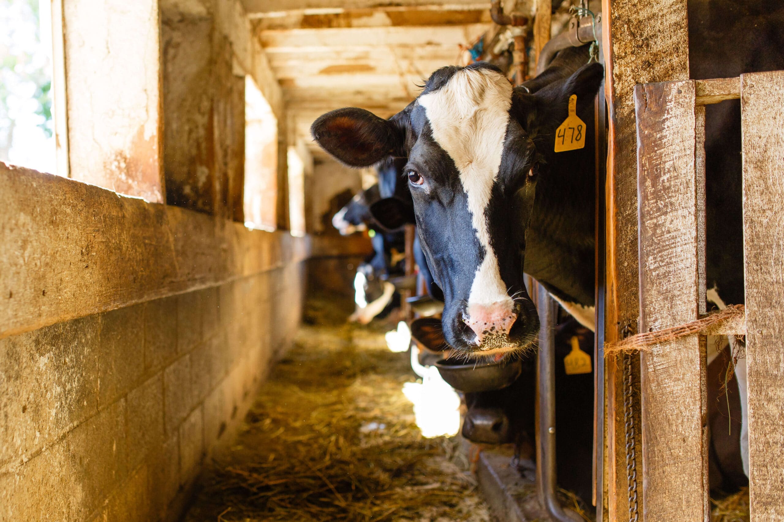 Cow in stall