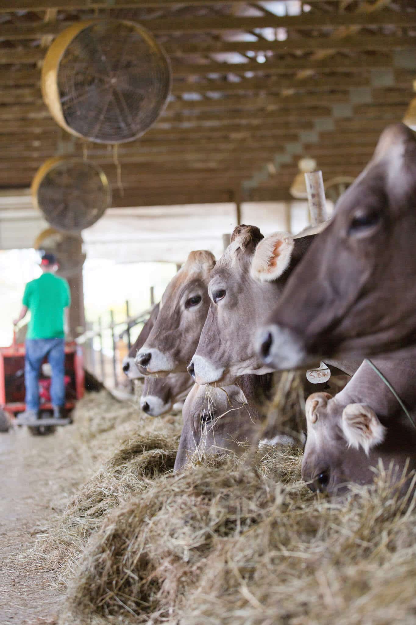 Brown cows laying down in a barn