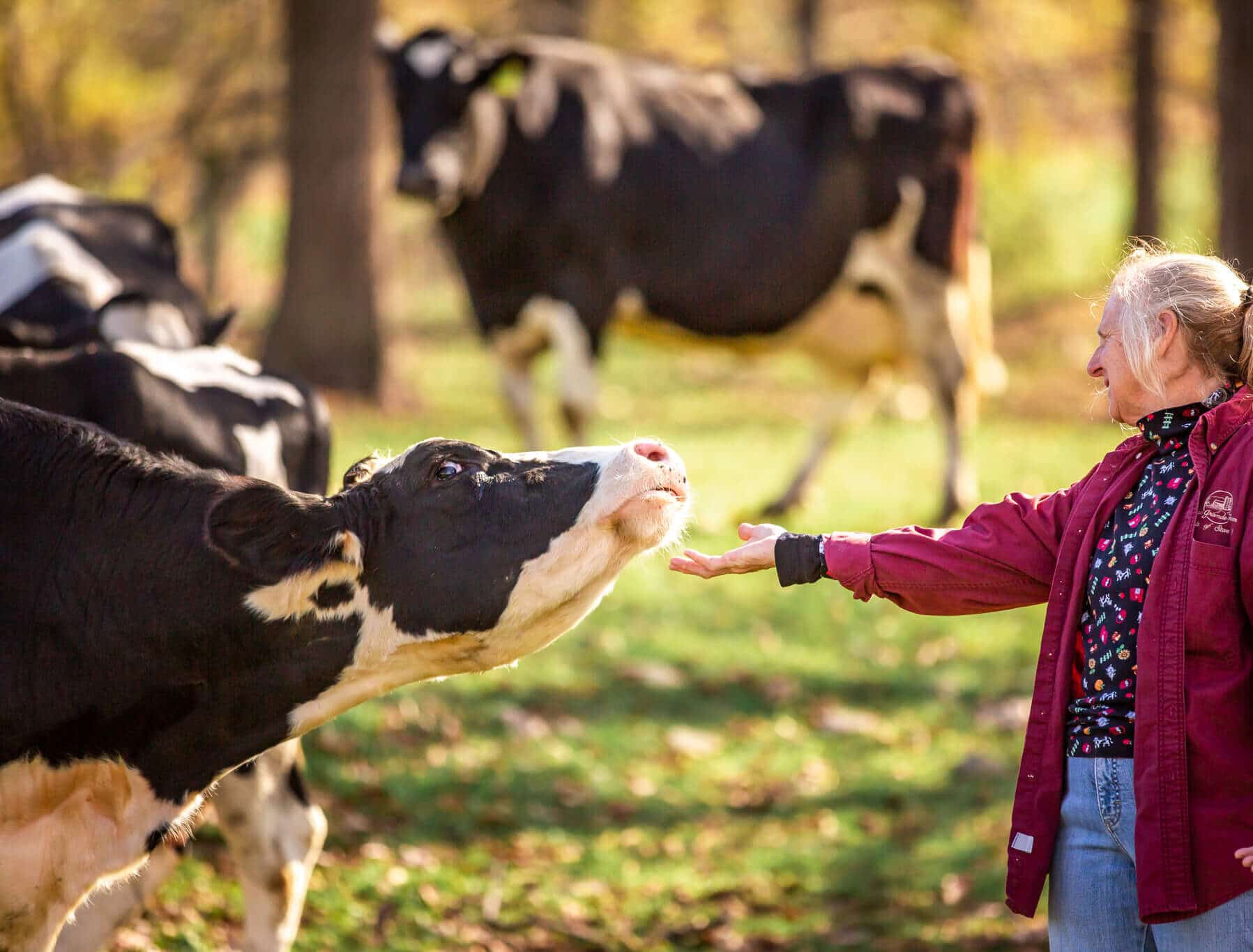 Old woman petting a cow