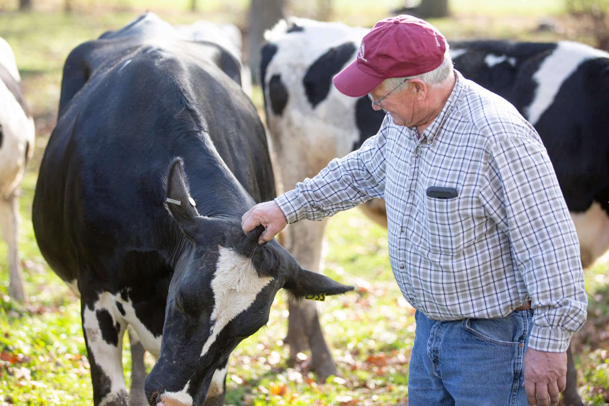 dairy farm picture of a farmer reaching for a cow