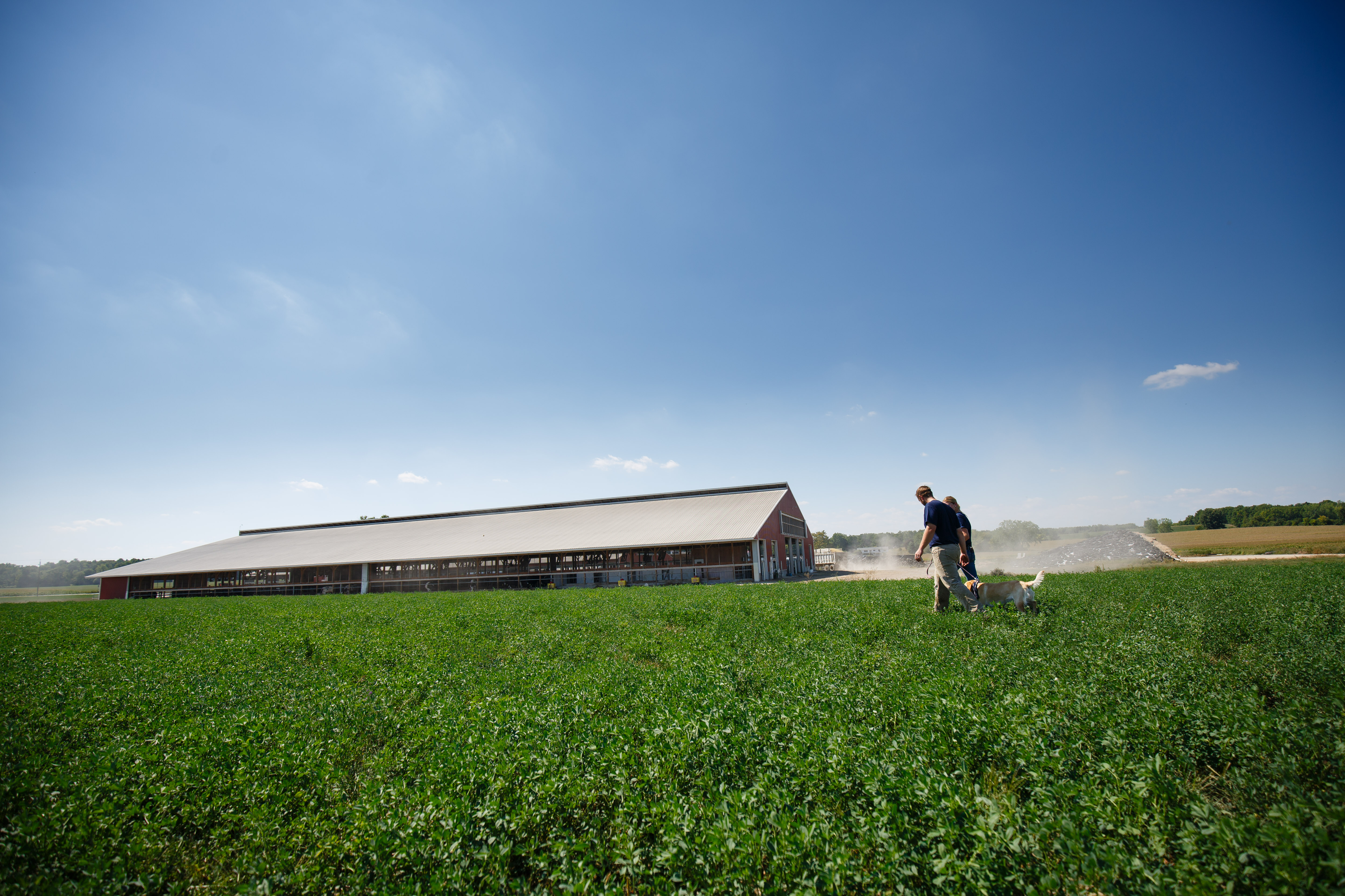 People walking through a pasture