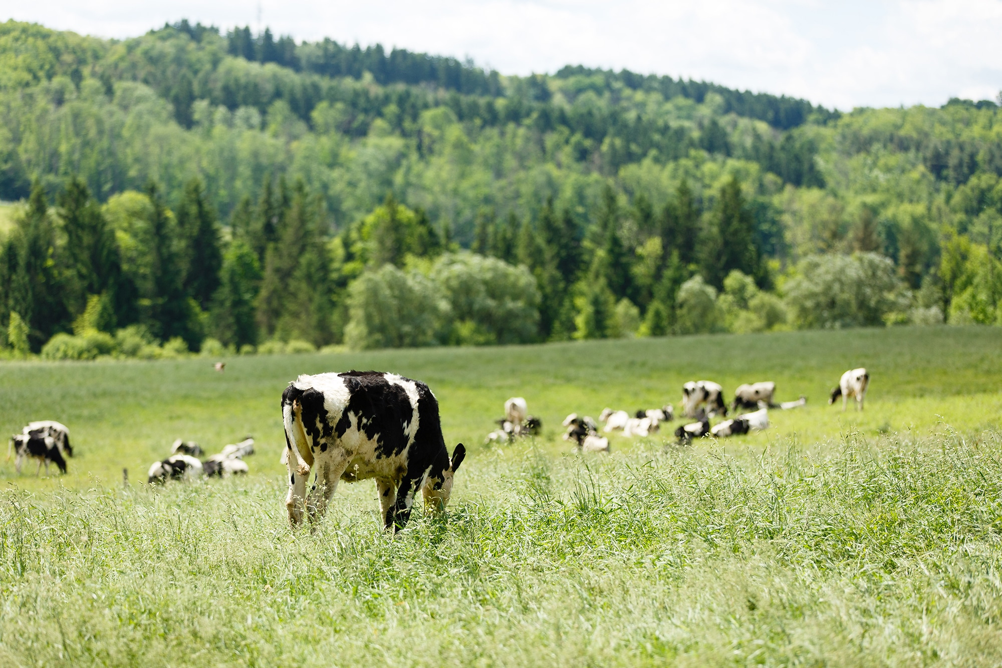 Cows grazing in a field