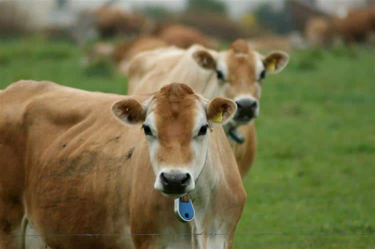 Two jersey cows standing in a field of grass looking at the camera.