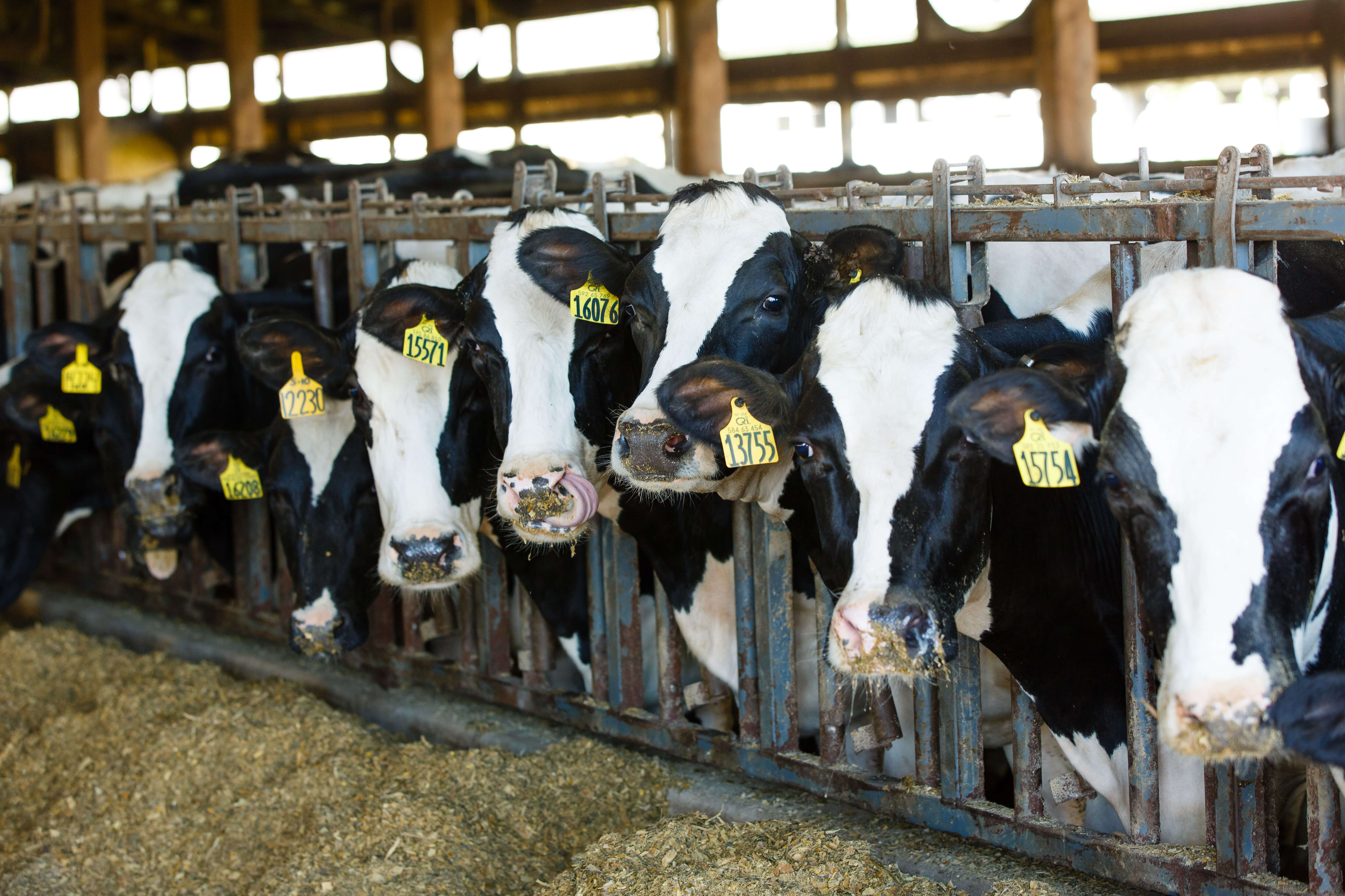 Tagged cows standing in a line