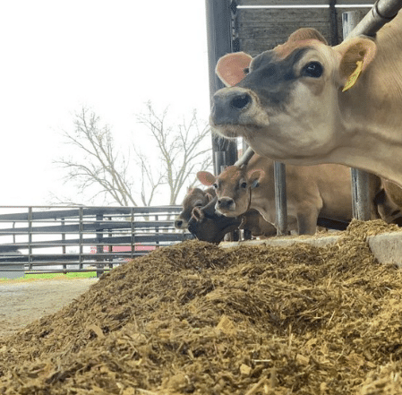 cows eating