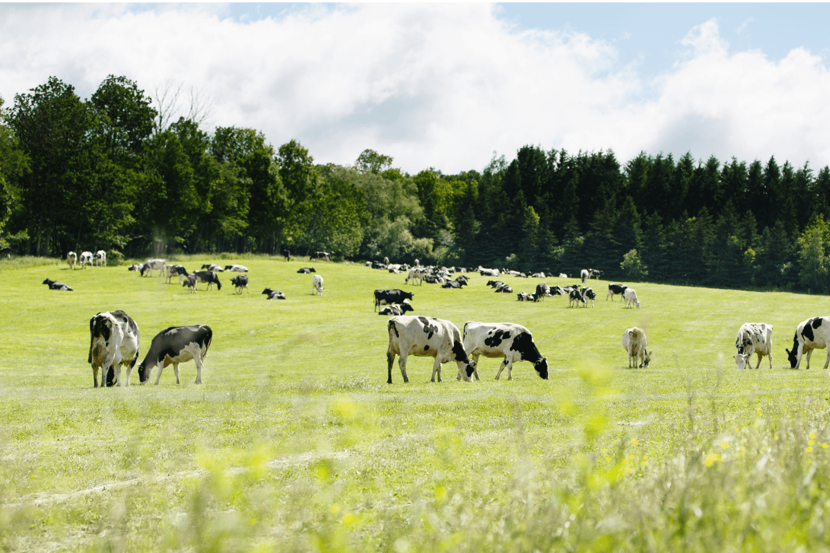 Cows Dig Daylight Saving