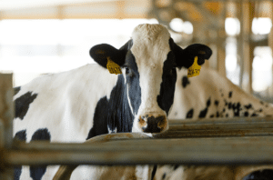 Tagged cow looking at the camera