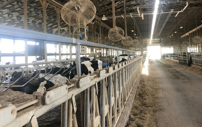 How Dairy Farmers Keep Cows Cool During Heatwaves