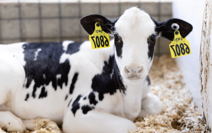 A calf with white fur and black spots lying in a pen with ear tags.